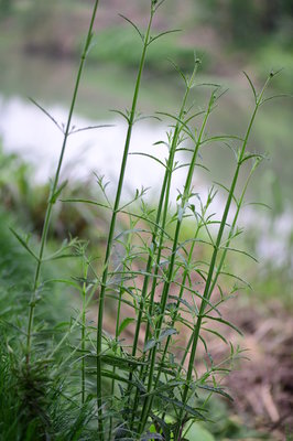 河岸紫云升——柳葉馬鞭草的夏日速寫(xiě)